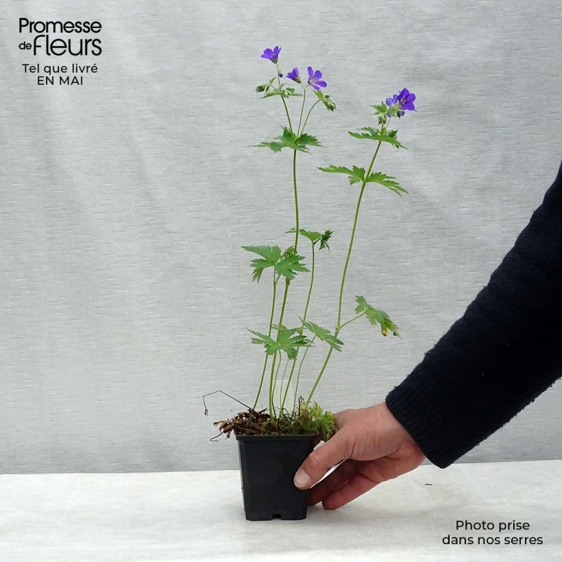 Exemplar von Geranium sylvaticum Birch Lilac - Wald-Storchschnabel Kleine Töpfe von 8/9 cm wie im Frühjahr geliefert
