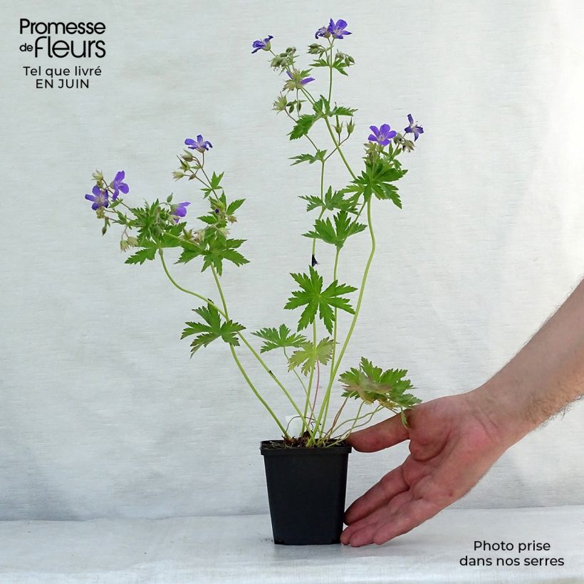 Exemplar von Geranium sylvaticum Bridget Lion - Wald-Storchschnabel Kleine Töpfe von 8/9 cm wie im Sommer geliefert