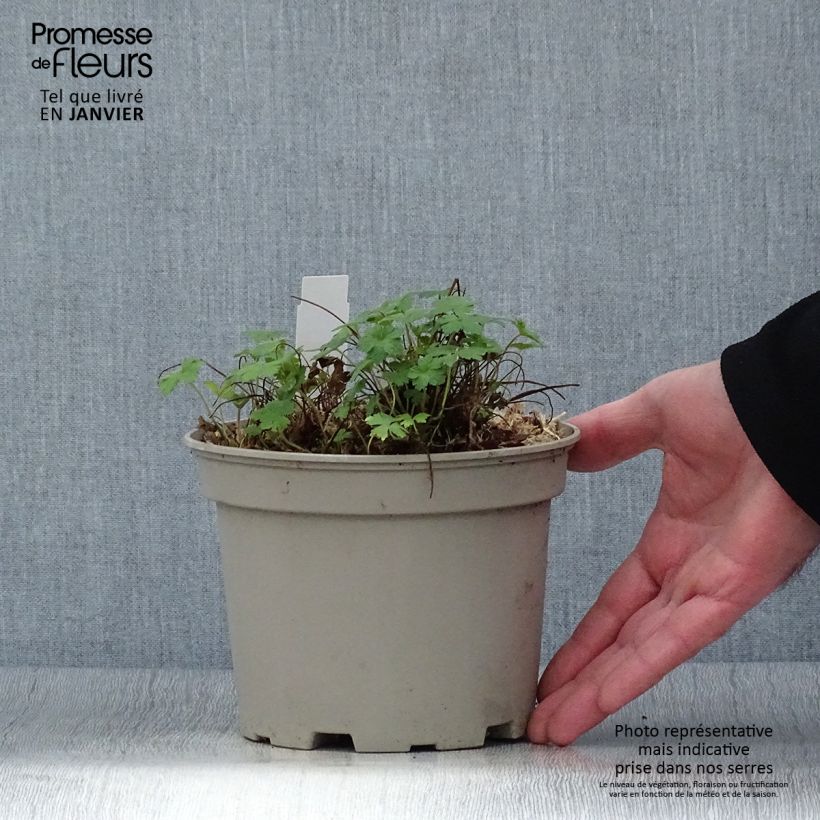 Exemplar von Geranium versicolor - Storchschnabel Topf mit 2L/3L wie im Winter geliefert