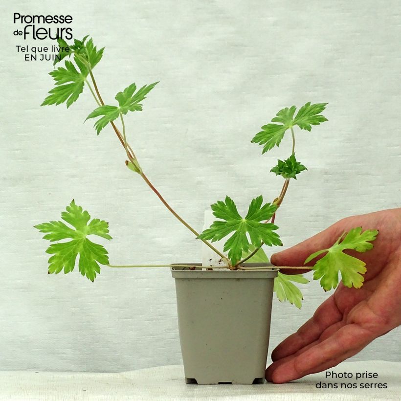Exemplar von Geranium wallichianum Buxton s Variety - Storchschnabel Kleine Töpfe von 8/9 cm wie im Sommer geliefert