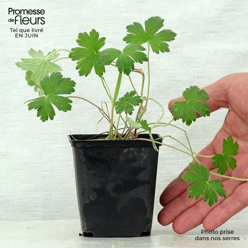 Exemplar von Geranium wlassovianum Crug Farm - Storchschnabel Kleine Töpfe von 8/9 cm wie im Sommer geliefert