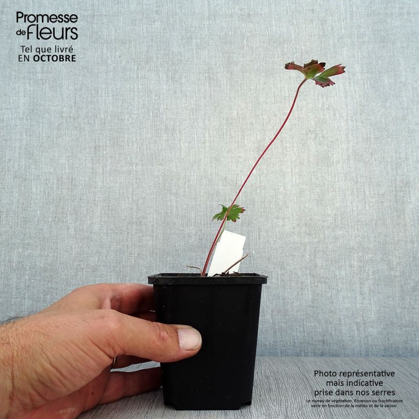 Exemplar von Geranium wlassovianum - Storchschnabel Kleine Töpfe von 8/9 cm wie im Herbst geliefert