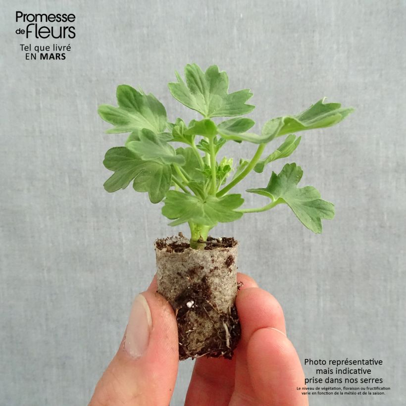 Exemplar von Zonal-Pelargonie Fireworks Red White - Pelargonium Mini-Plug Ø 3/4 cm wie im Frühjahr geliefert