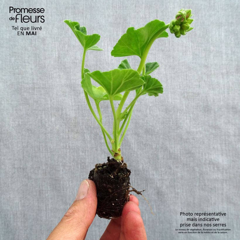 Exemplar von Zonal-Pelargonie Icecrystal - Pelargonium Mini-Plug Ø 3/4 cm wie im Frühjahr geliefert