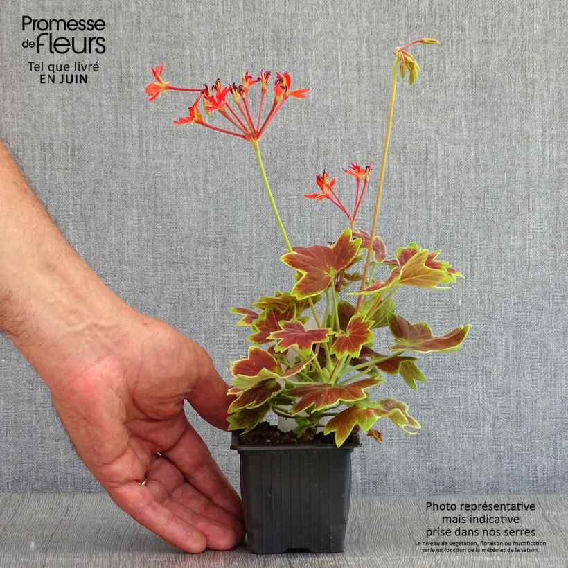 Exemplar von Zonal-Pelargonie Vancouver Centennial - Pelargonium Kleine Töpfe von 7/8 cm wie im Frühjahr geliefert