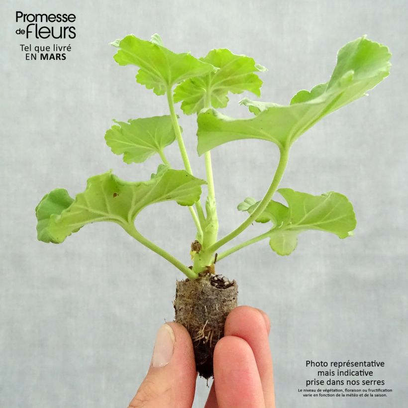 Exemplar von Zonal-Pelargonie Victor - Pelargonium Mini-Plug Ø 3/4 cm wie im Frühjahr geliefert
