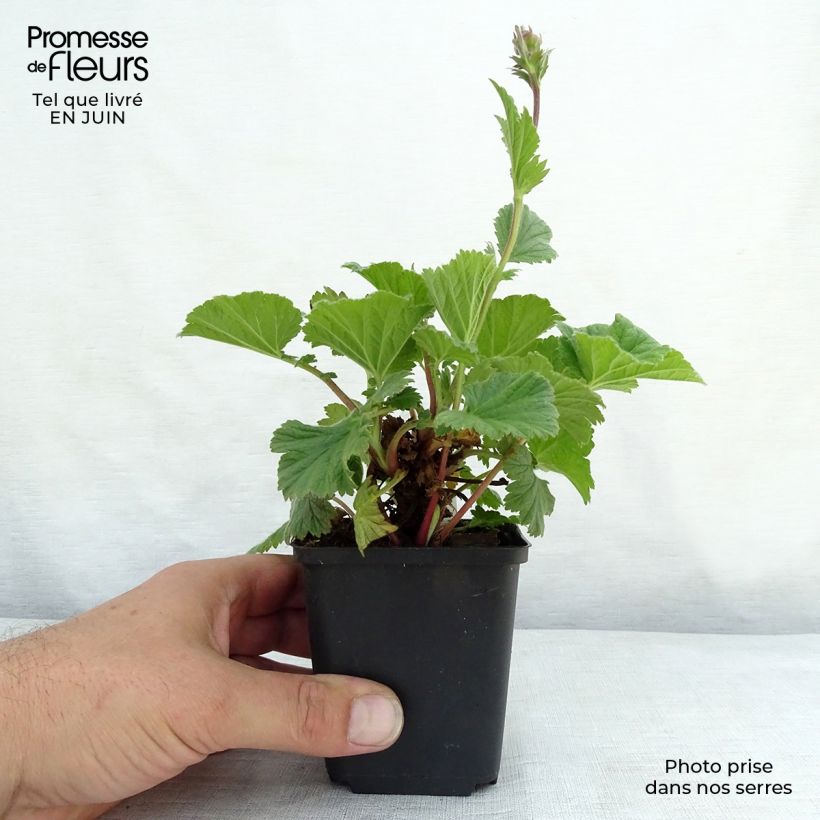 Exemplar von Geum coccineum Cocktail Sea Breeze - Scharlachrote Nelkenwurz Kleine Töpfe von 8/9 cm wie im Sommer geliefert