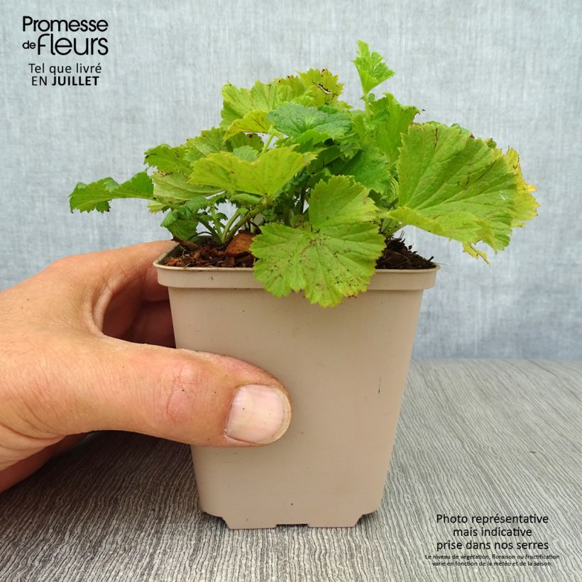 Exemplar von Geum coccineum Cocktail Wet Kiss - Scharlachrote Nelkenwurz Kleine Töpfe von 8/9 cm wie im Sommer geliefert
