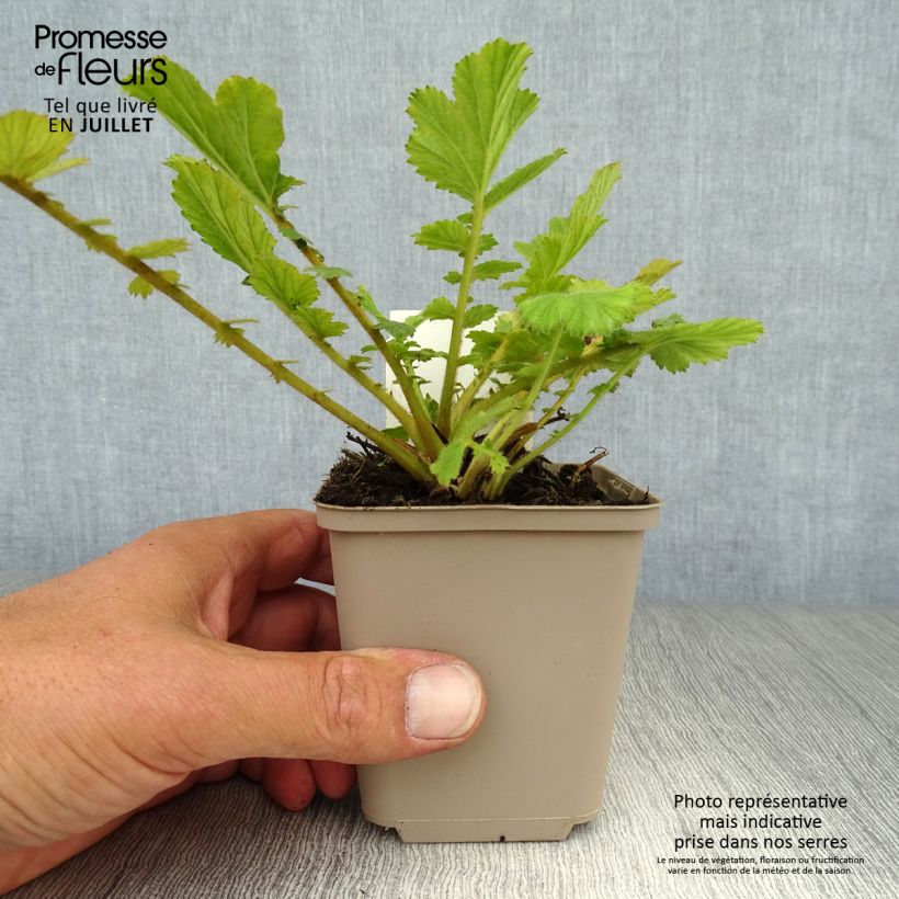 Exemplar von Geum chiloense Feuerball - Chilenische Nelkenwurz Kleine Töpfe von 8/9 cm wie im Sommer geliefert