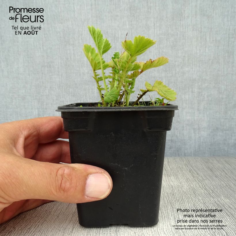 Exemplar von Geum chiloense Lady Stratheden - Chilenische Nelkenwurz Kleine Töpfe von 7/8 cm wie im Sommer geliefert