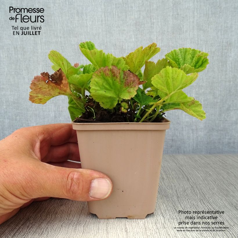 Exemplar von Geum coccineum Borisii - Scharlachrote Nelkenwurz Kleine Töpfe von 8/9 cm wie im Sommer geliefert