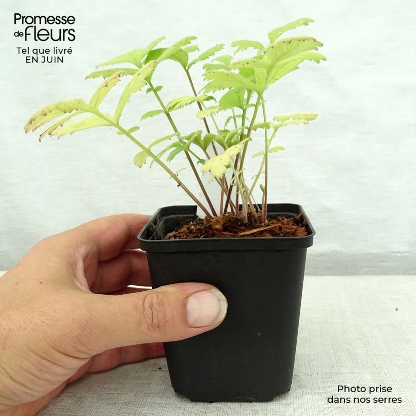 Exemplar von Geum urbanum - Echte Nelkenwurz Kleine Töpfe von 8/9 cm wie im Sommer geliefert