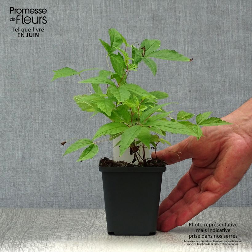 Exemplar von Gillenia trifoliata - Nördliche Dreiblattspiere Kleine Töpfe von 8/9 cm wie im Sommer geliefert
