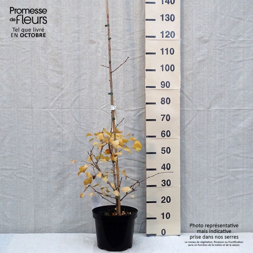 Exemplar von Ginkgo biloba Blagon - Fächerblattbaum Topf mit 7,5L/10L wie im Herbst geliefert