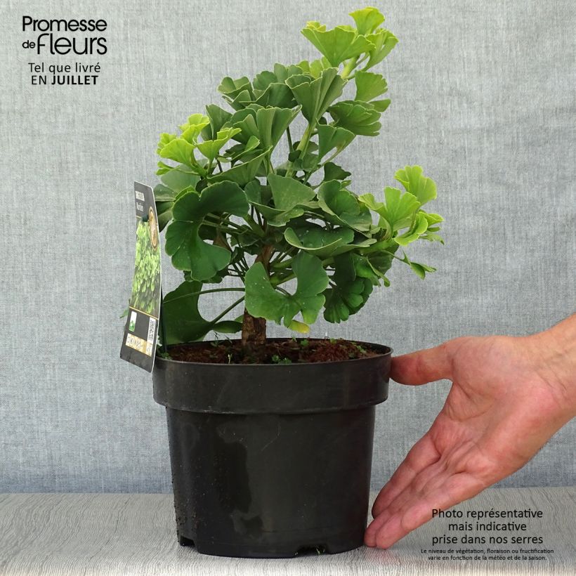 Exemplar von Ginkgo biloba Mariken - Fächerblattbaum Topf mit 2L/3L wie im Sommer geliefert