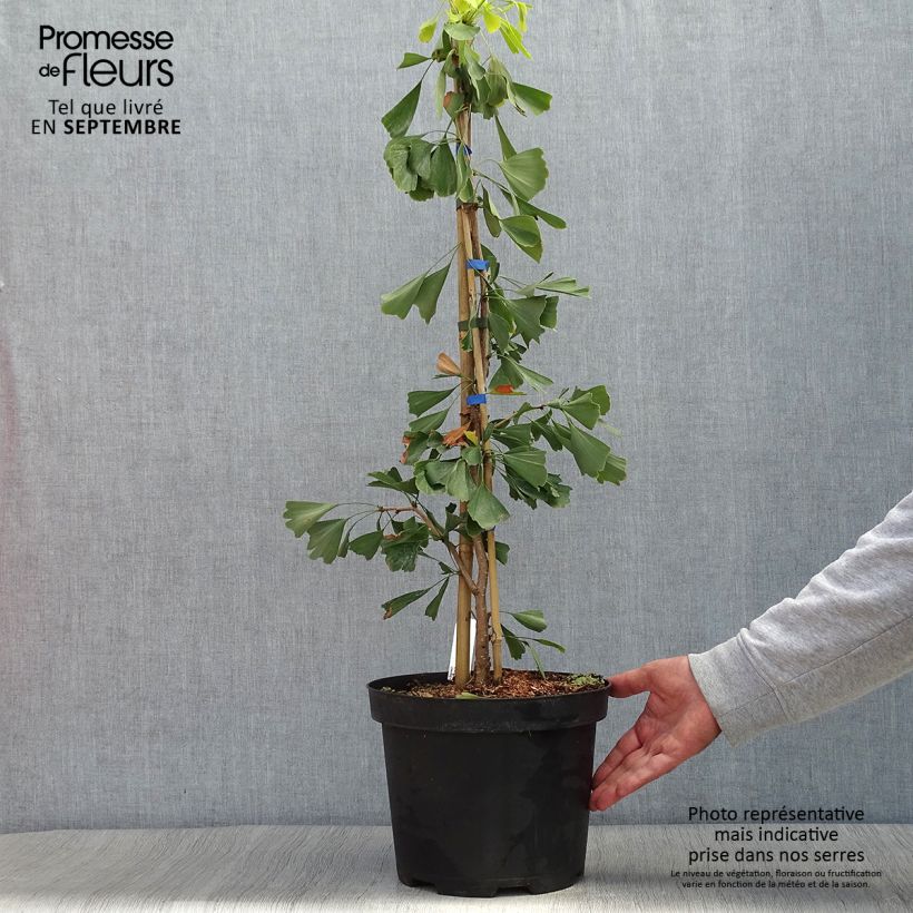 Exemplar von Ginkgo biloba Saratoga - Fächerblattbaum Topf mit 7,5L/10L wie im Herbst geliefert