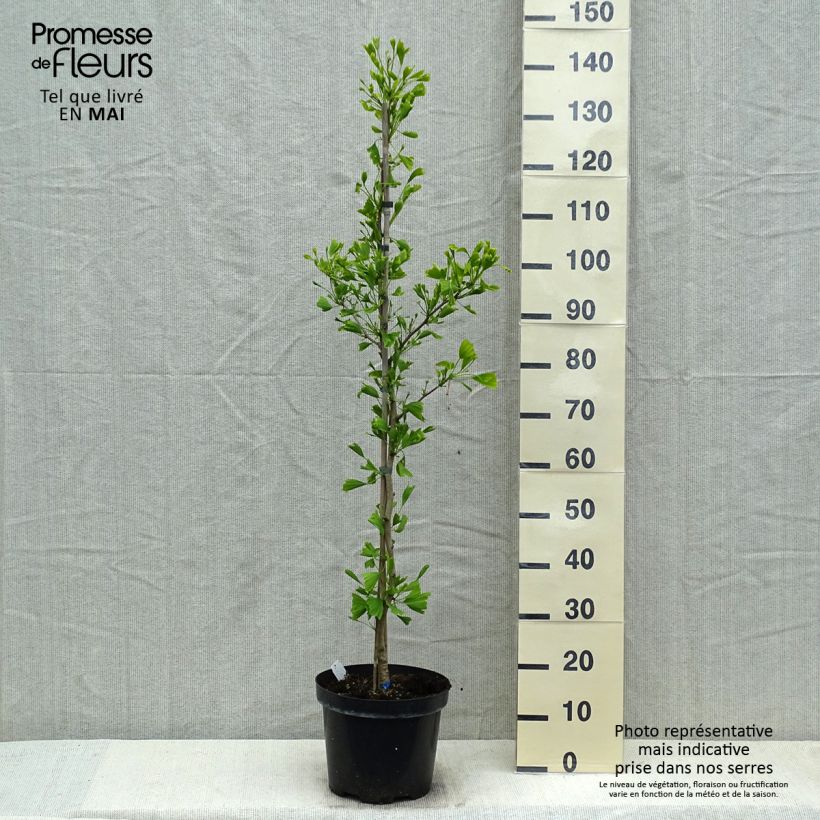 Exemplar von Ginkgo biloba Saratoga - Fächerblattbaum Topf mit 7,5L/10L wie im Frühjahr geliefert