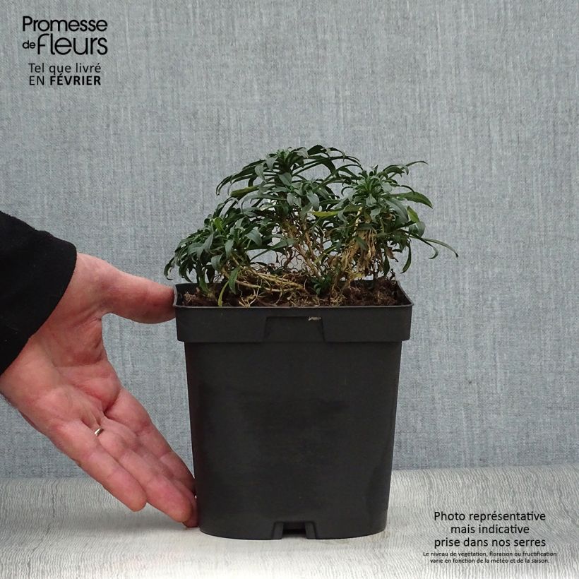 Exemplar von Garten-Goldlack Constant Cheer - Erysimum Topf mit 2L/3L wie im Winter geliefert