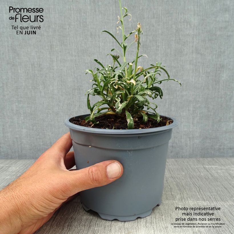 Exemplar von Garten-Goldlack Bowles Mauve - Erysimum Topf mit 2L/3L wie im Sommer geliefert
