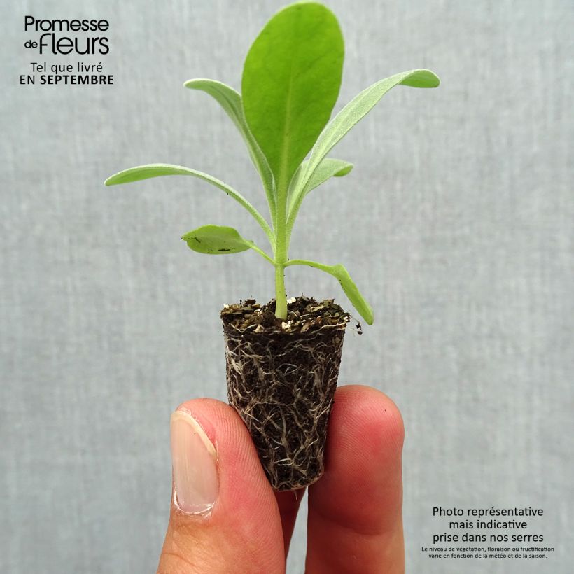 Exemplar von Levkoje Heritage Pink - Matthiola incana Mini-Plug Ø 1,5/2,5 cm wie im Herbst geliefert