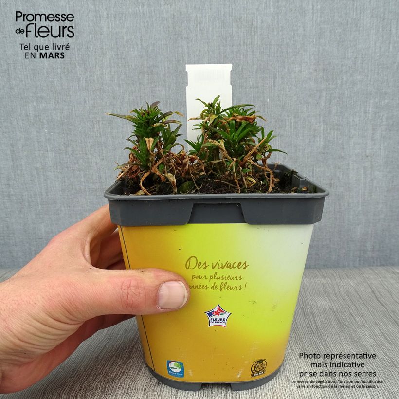 Exemplar von Garten-Goldlack Gold Cup - Erysimum suffruticosum Topf mit 2L/3L wie im Winter geliefert
