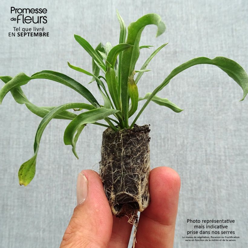 Exemplar von Garten-Goldlack RYSI Copper - Erysimum Mini-Plug Ø 3/4 cm wie im Herbst geliefert