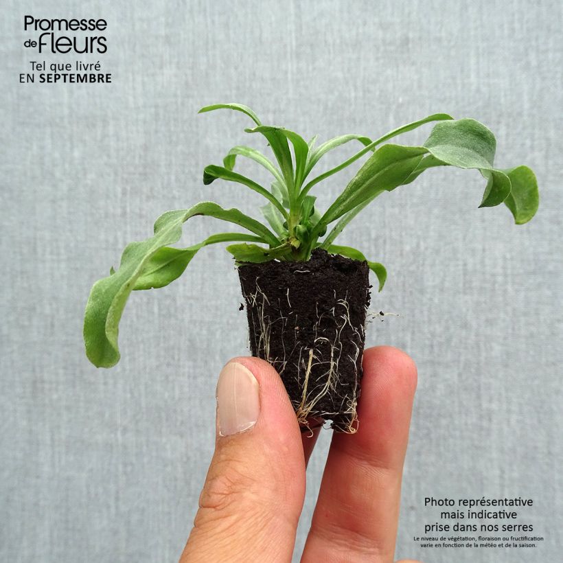 Exemplar von Garten-Goldlack Winter Light - Erysimum Mini-Plug Ø 3/4 cm wie im Herbst geliefert