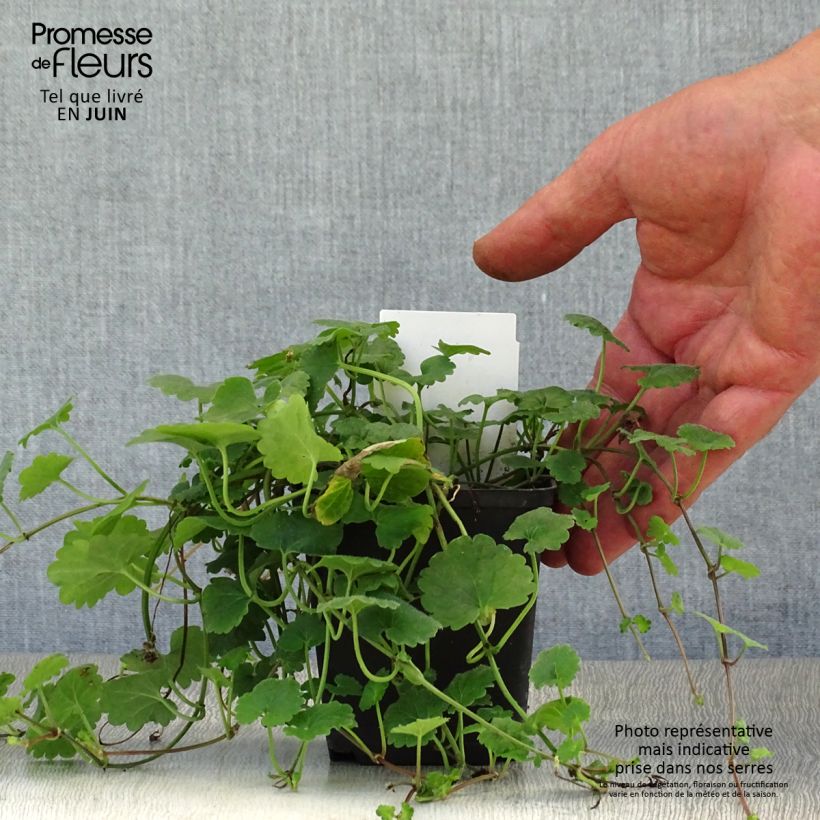 Exemplar von Glechoma hederacea - Gundermann Kleine Töpfe von 8/9 cm wie im Sommer geliefert