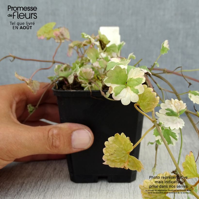 Exemplar von Glechoma hederacea Variegata - Gundermann Kleine Töpfe von 8/9 cm wie im Sommer geliefert