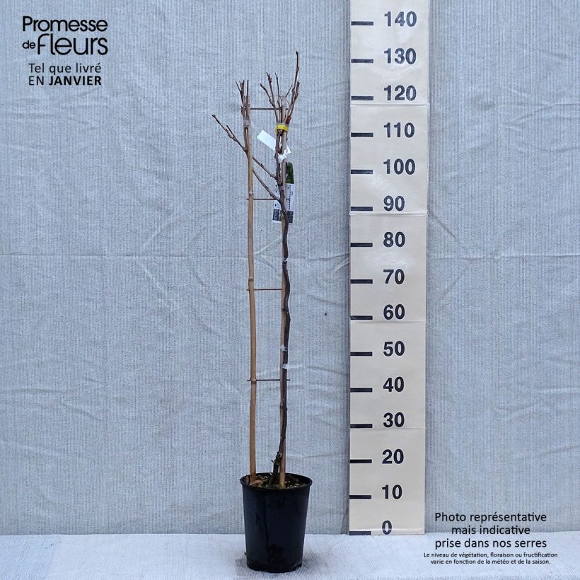 Exemplar von Wisteria venusta Grande Diva Cecilia - Blauregen Topf mit 4L/5L wie im Winter geliefert
