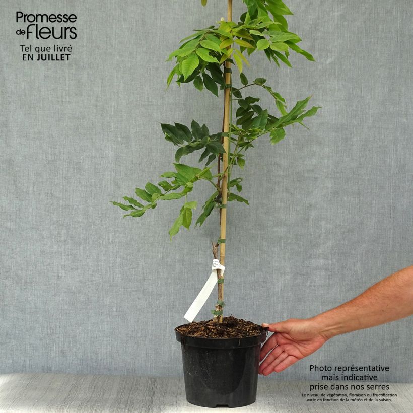 Exemplar von Wisteria brachybotrys White Silk - Blauregen Topf mit 4L/5L wie im Sommer geliefert