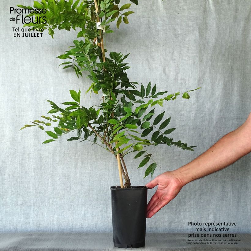 Exemplar von Wisteria sinensis Alba - Chinesische Glyzinie Topf mit 2L/3L wie im Sommer geliefert