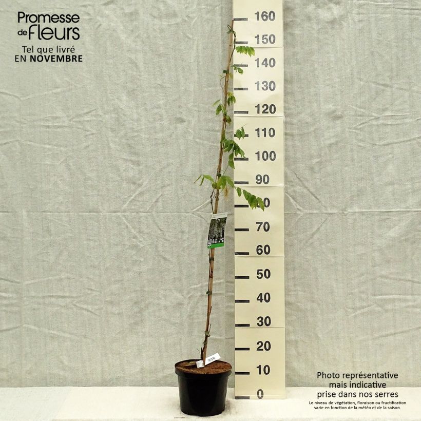 Exemplar von Wisteria sinensis Alba - Chinesische Glyzinie Topf mit 3L/4L wie im Herbst geliefert