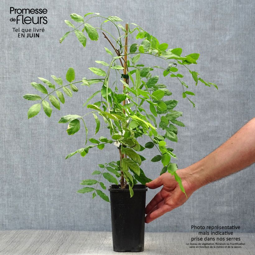 Exemplar von Wisteria sinensis Prolific - Chinesische Glyzinie Topf mit 1,5L/2L wie im Sommer geliefert