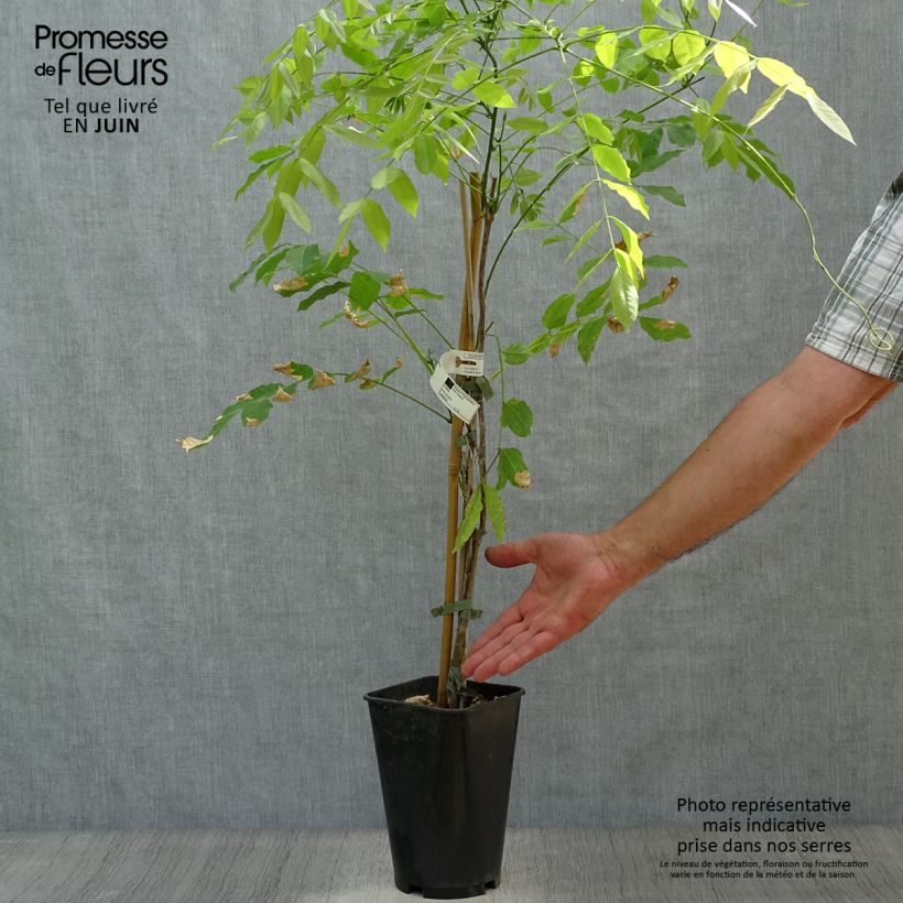 Exemplar von Millettia japonica Satsuma - Zwerg Blauregen Topf mit 2L/3L wie im Sommer geliefert