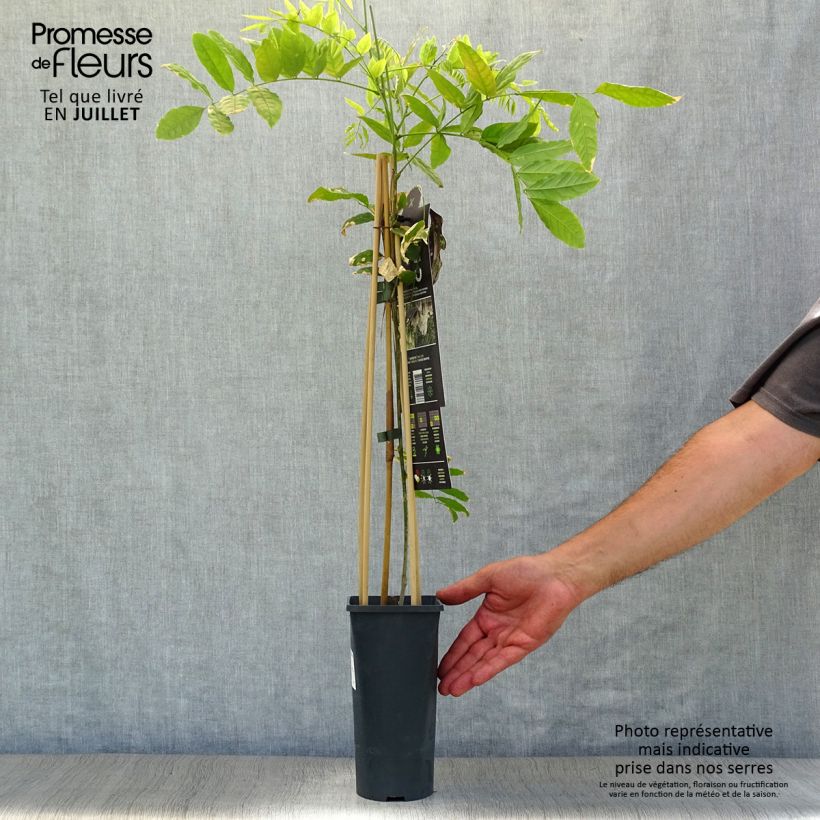Exemplar von Wisteria floribunda Alba - Reichblütige Glyzinie Topf mit 2L/3L wie im Sommer geliefert