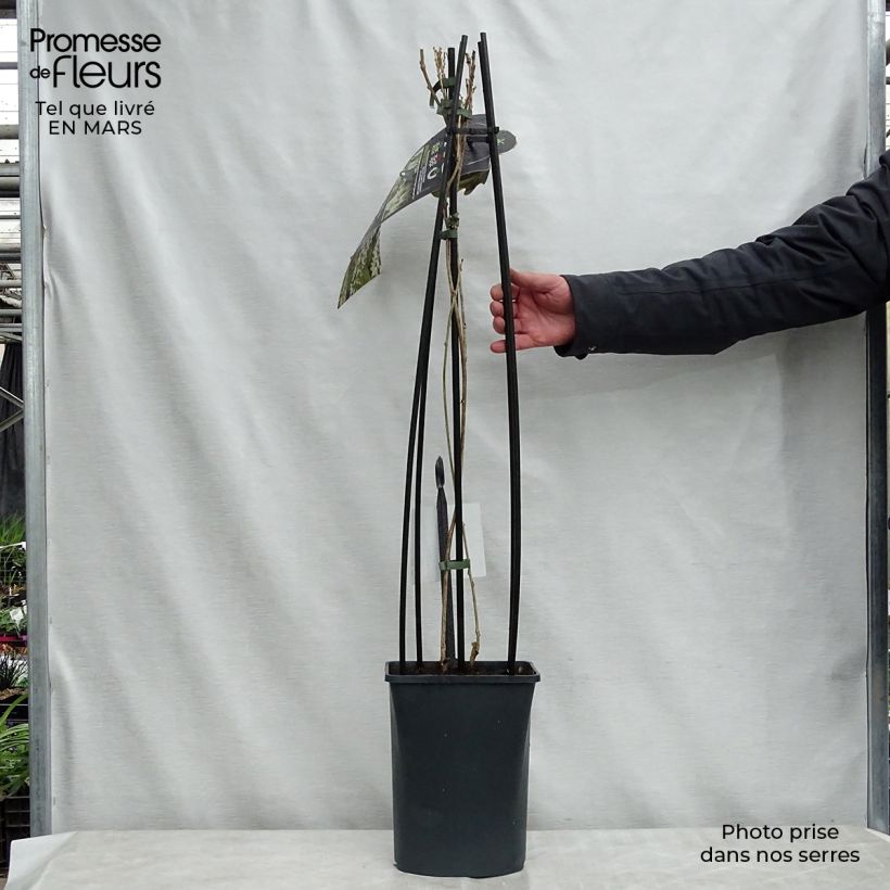 Exemplar von Wisteria floribunda Alba - Reichblütige Glyzinie Topf mit 3L/4L wie im Frühjahr geliefert