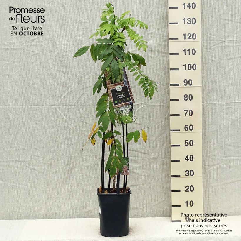 Exemplar von Wisteria floribunda Alba - Reichblütige Glyzinie Topf mit 3L/4L wie im Herbst geliefert
