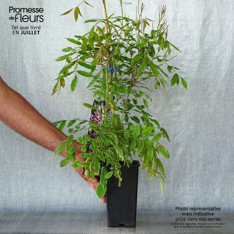 Exemplar von Wisteria floribunda Domino - Reichblütige Glyzinie Topf mit 1,5L/2L wie im Sommer geliefert