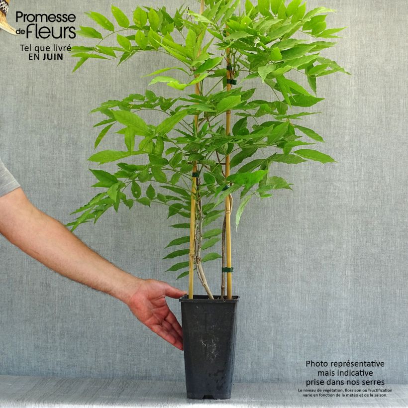 Exemplar von Wisteria floribunda Honbeni - Reichblütige Glyzinie Topf mit 2L/3L wie im Sommer geliefert