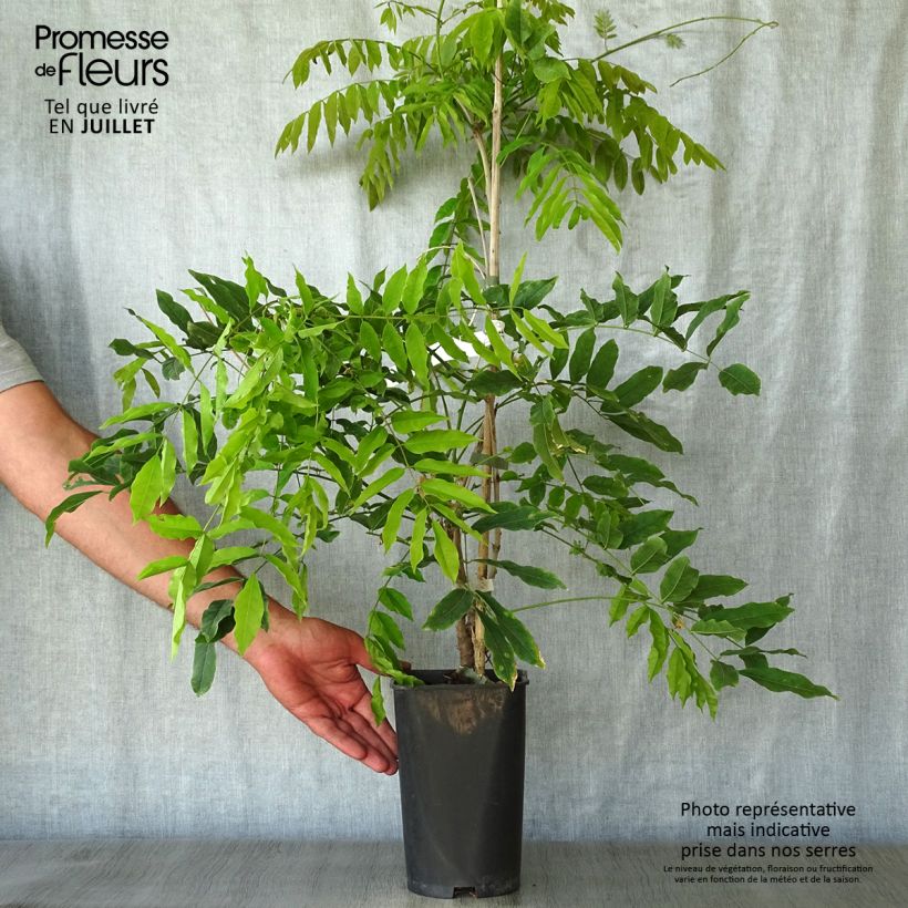 Exemplar von Wisteria floribunda Macrobotrys - Reichblütige Glyzinie Topf mit 2L/3L wie im Sommer geliefert