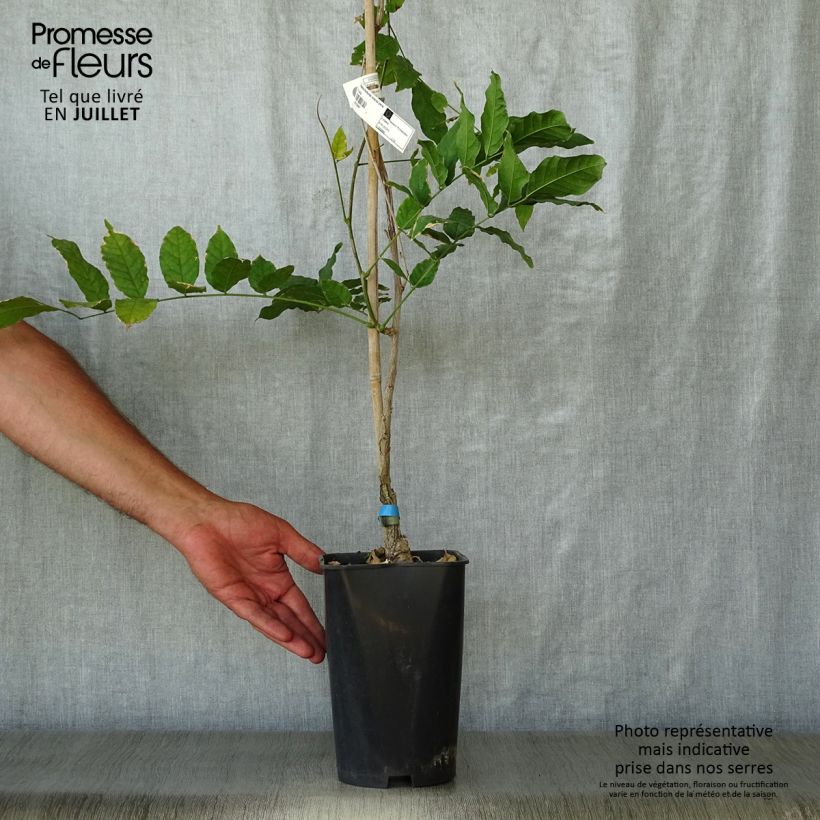 Exemplar von Wisteria floribunda Violacea Plena - Reichblütige Glyzinie Topf mit 2L/3L wie im Sommer geliefert