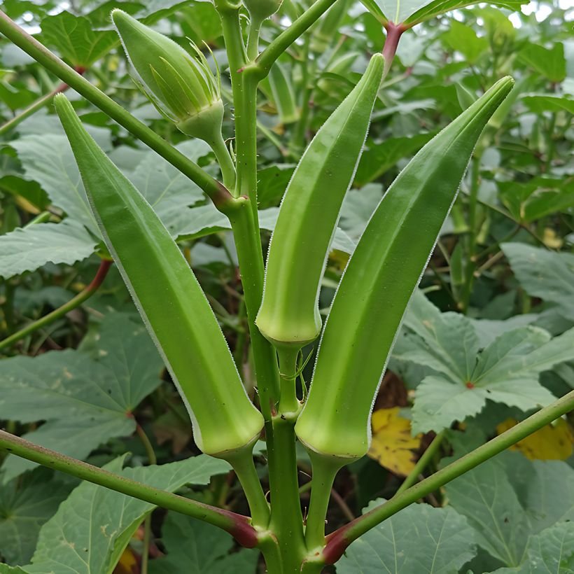 Okra - Abelmoschus esculentus (Hafen)