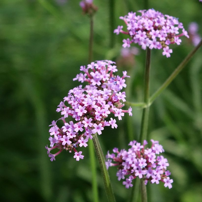 Verbena bonariensis Vanity (Samen) - Argentinisches Eisenkraut (Blüte)