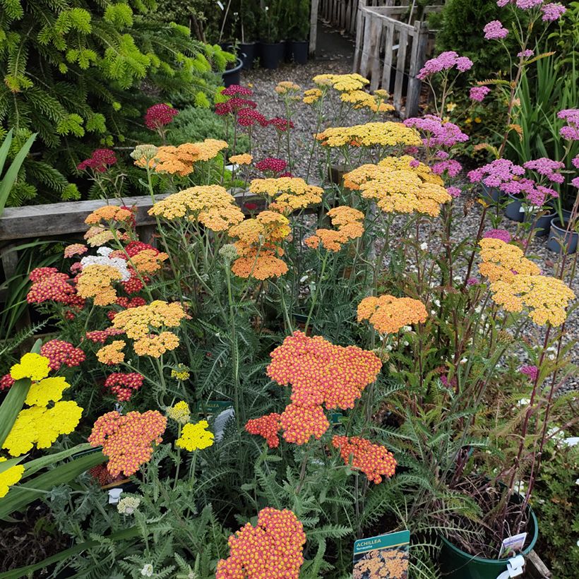 Achillea millefolium Summer Pastels F2 Mix (Samen) - Gemeine Schafgarbe (Hafen)