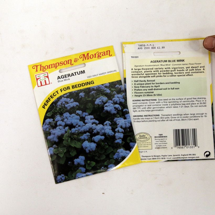 Beispiel eines Exemplars von Ageratum Blue Mink - Leberbalsam die Tüte mit 1500 Samen wie geliefert