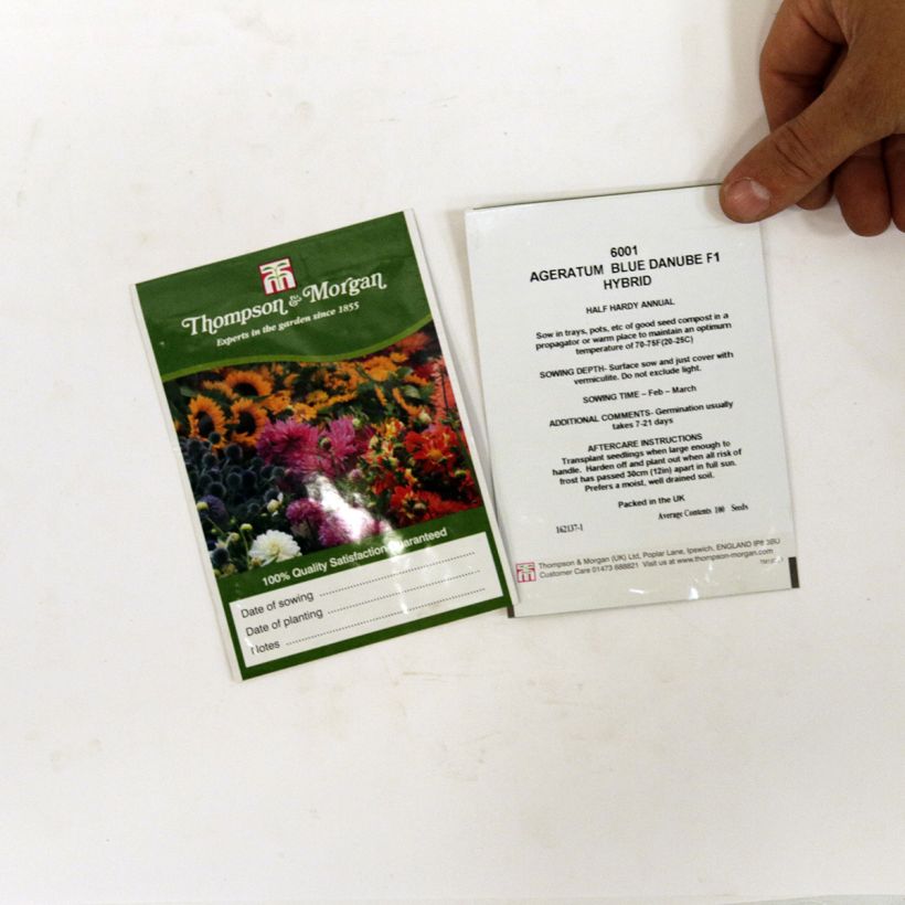 Beispiel eines Exemplars von Ageratum Blue Danube F1 Hybrid - Leberbalsam die Tüte mit 100 Samen wie geliefert
