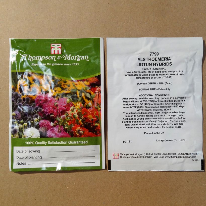 Beispiel eines Exemplars von Alstroemeria Ligtu Hybrids (Samen) - Inkalilie die Tüte mit 35 Samen wie geliefert