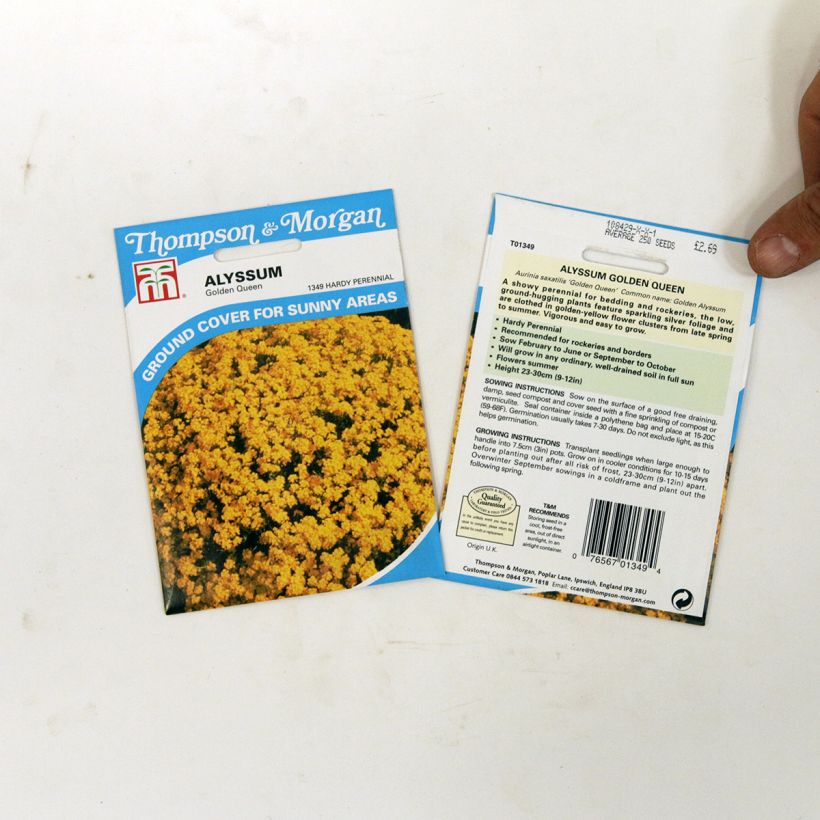 Beispiel eines Exemplars von Alyssum saxatile Golden Queen (Samen) - Felsen-Steinkresse die Tüte mit 450 Samen (0,5g) wie geliefert