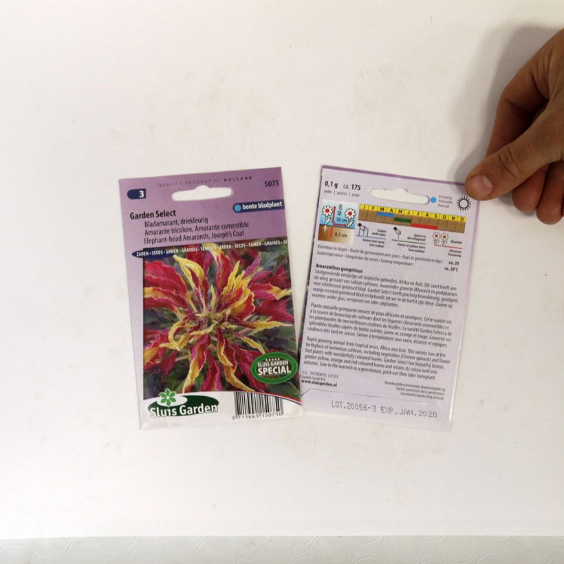 Beispiel eines Exemplars von Amaranthus tricolor Garden select (Samen) - Garten-Fuchsschwanz die Tüte mit 150 Samen (0,1g) wie geliefert